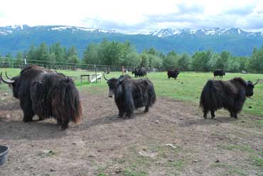Circle F Ranch with Yaks